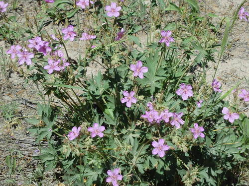 GDMBR: These Wild Geraniums looked vivid.